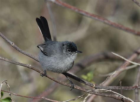 California gnatcatcher: a tiny bird that keeps its seaside habitat ...