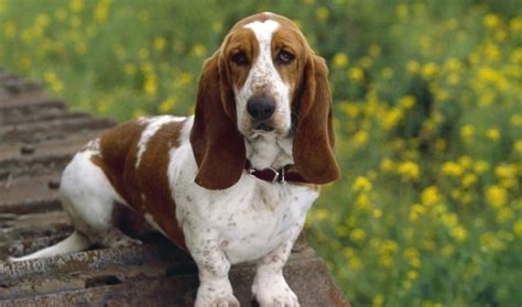 Five Great Dog Breeds With Really Long Ears