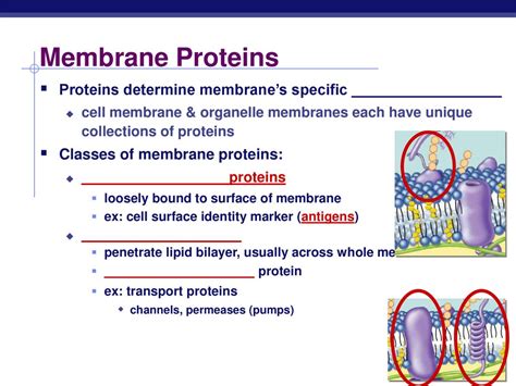 The Cell Membrane Ap Biology Ppt Download