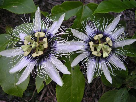 Passiflora EDULIS или Маракуйя (семена)