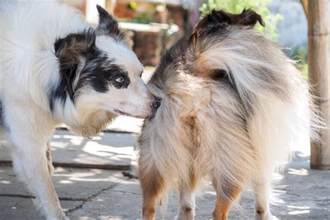 Cane Maschio Quando Diventa Fertile Cosa Sapere