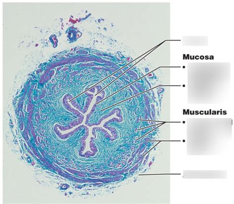 Ureter Histology Diagram Quizlet