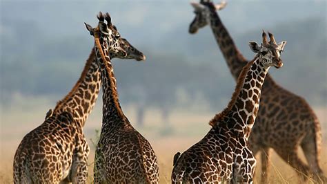 Songa Tented Camp Bookings By Safaris And Expeditions