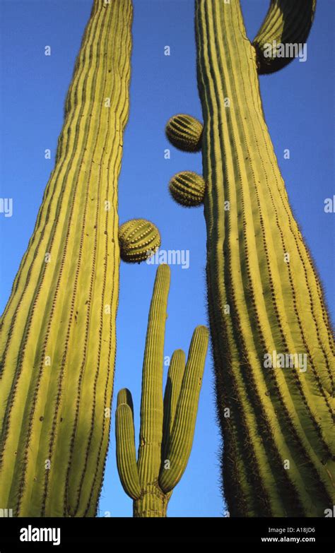 Saguaro Cactus Carnegiea Gigantea Cereus Giganteus Against Blue Sky Worms Eye View Usa