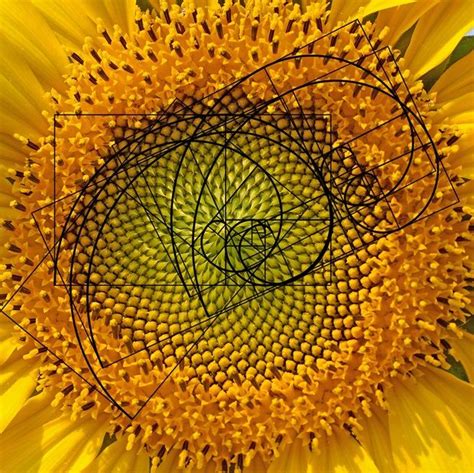 The Eagle The Shell And The Sunflower Golden Ratio Spirals In