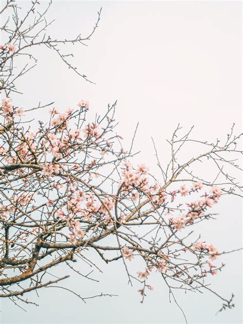 Pink Cherry Blossom Tree · Free Stock Photo