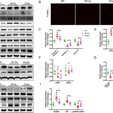 The Apoptosis Oxidative Stress And Mitochondrial Fission In Kk Ay Mice