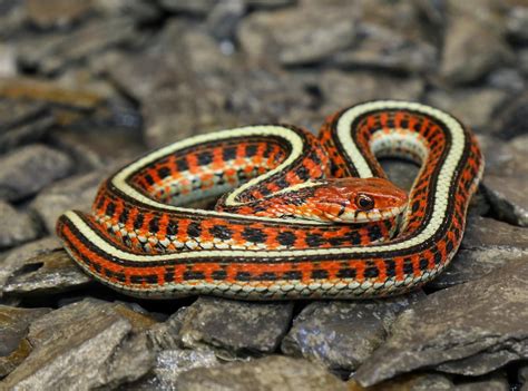 California Red-Sided Garter Snake – Alan Francis Garter Snakes ...