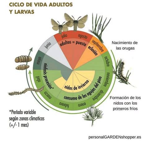 Ciclo De La Plaga De La Procesionaria Del Pino Hisal