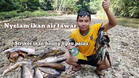 Nyelam Ikan Ai Tawar Strikes Ikan Baung Palau Banta Ngau Ketau Gerame