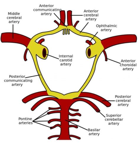 Cerebrovascular Anatomy And Arterial Architecture Flashcards Quizlet