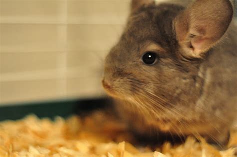 Chinchilla The Biggest Animals Kingdom