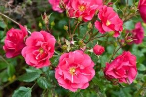 Pink Groundcover Roses: 8 Best Low-Growing, Easy Care Varieties - SONG ...