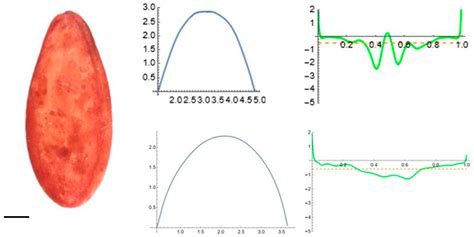 seeds  full text geometric analysis  seed shape diversity
