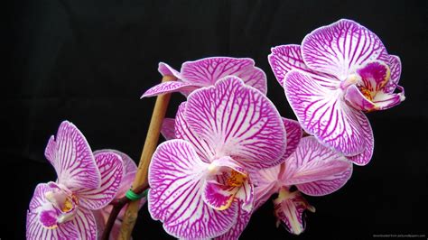 🔥 [70+] Purple Orchid Wallpapers | WallpaperSafari