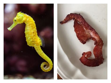 My Bacon Curled Into A Seahorse Rfunny