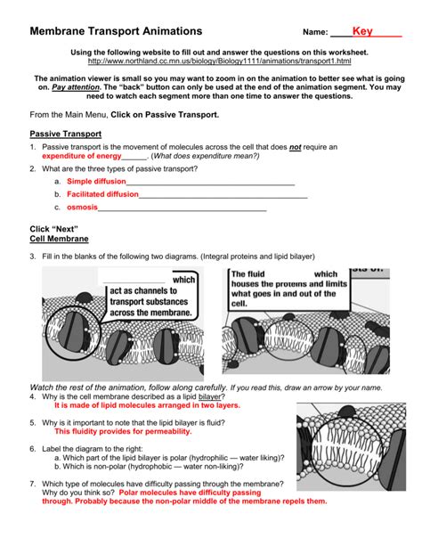 20 Transport Across The Cell Membrane Worksheet Answer Key Worksheets Decoomo