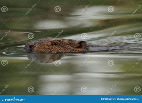 Swimming Beaver stock image. Image of animals, rodentia - 20505245