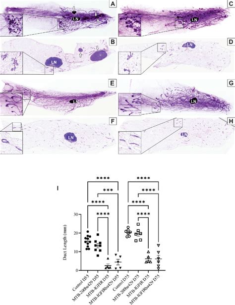 Mammary Ductal Development In Control Mtb Igfir Mtb Ba And