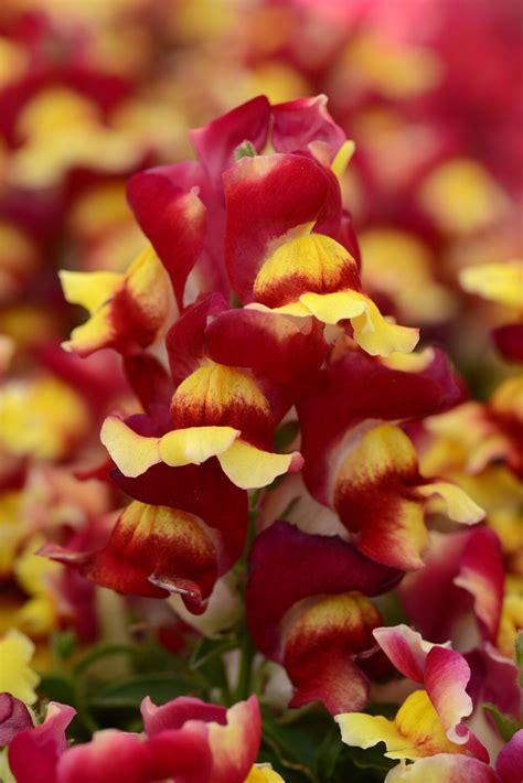 Snapshot Red Bicolor Snapdragon Antirrhinum Majus Proven Winners