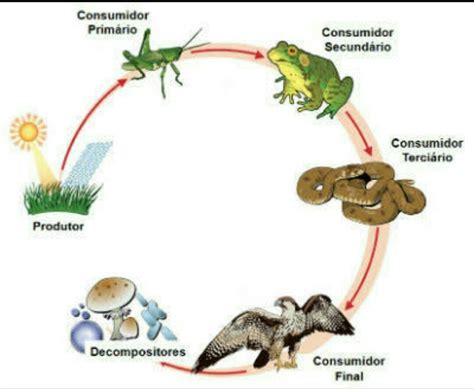 Cadeia Alimentar Com Cobra Flor Passarinho Besouro Bactérias E Sapo
