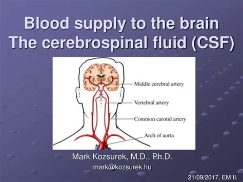 Ppt Blood Supply To The Brain The Cerebrospinal Fluid Csf