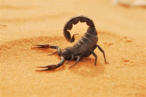 9,559 Desert Scorpions Images, Stock Photos, 3D objects, & Vectors | Shutterstock