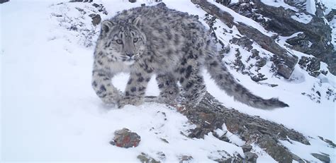 Herder Snow Leopard Coexistence Project The International Wildlife