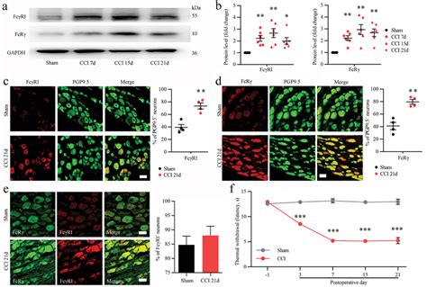 expression  cellular distributions  fcgammareceptor type
