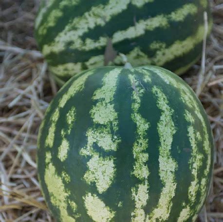 Арбуз Кримсон Вондер — описание, фото и характеристики сорта