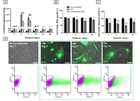 Assessment of transfection efficiency A) Gaussia Luciferase gene ...