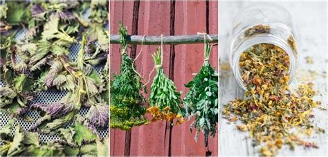 6 Easy Ways To Dry Fresh Herbs To Enjoy All Year Round Planting Herbs