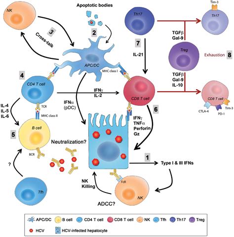 Frontiers Protective Immunity Against Hepatitis C Many Shades Of