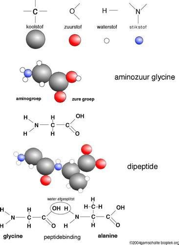 Aminozuur Alles Over Dna