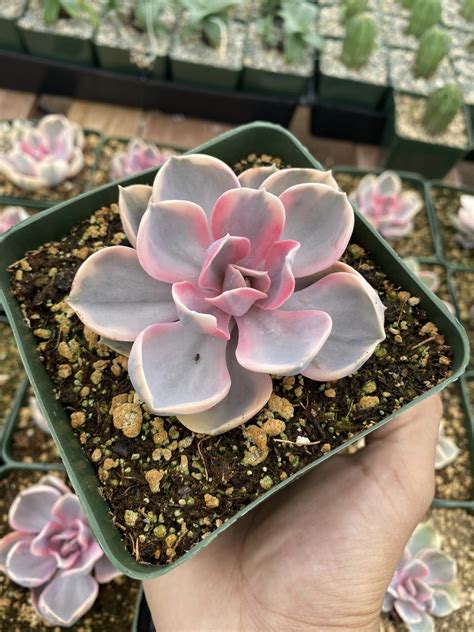 Echeveria Rainbow Tiajuanas Plants México