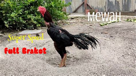 Ayam Pakhoy Super Speed Brakot Pakhoys Youtube