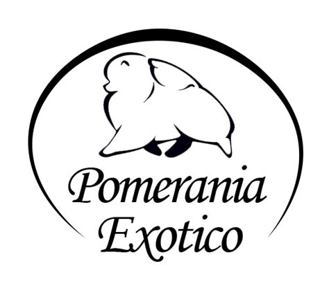 Pomerania En Venta Criadero Pomerania Exotico