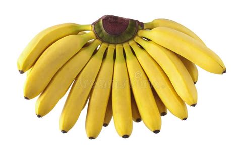 Bunch Of Ripe Mini Bananas Stock Photo Image Of Calorie 196779910