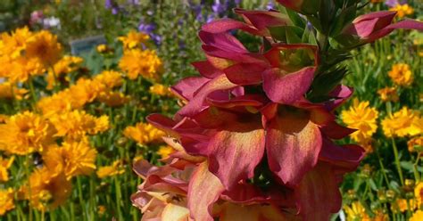 Leçon de jardin Leçon de jardin du 27 août 2016 Jean Paul Lauter