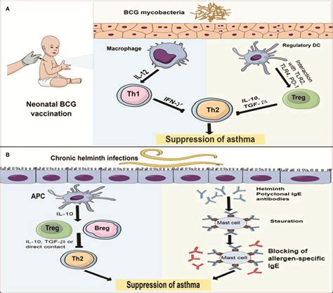 Frontiers Mycobacterium Induced Th1 Helminths Induced Th2 Cells And