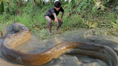 Best Yellow Monster Eel Fish Catching Crazy Boy Catching Eel Fish From