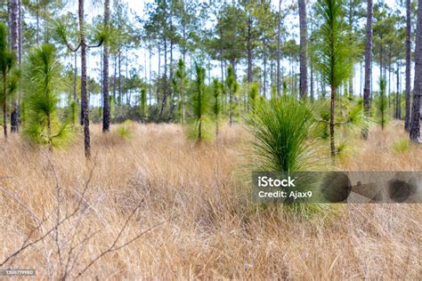 Baby Pine Trees In A Forest Stock Photo Download Image Now Biology