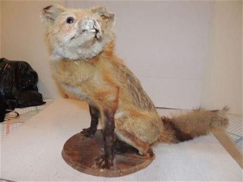 Fail Taxidermy Gallery Ebaums World