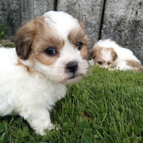 Bichon Frise Shih Tzu Puppies For Sale - Shih Tzu Dog