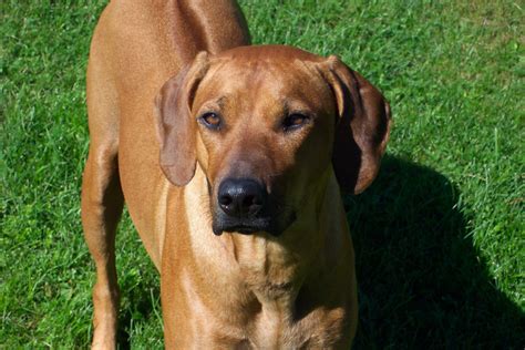 Rhodesian Ridgeback Dog Breed Information, Puppies & Pictures