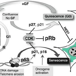 Molecular pathways leading to senescence-associated irreversible cell ...