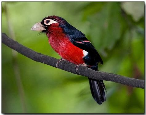 Double Toothed Barbet Lybius Bidentatus Beautiful Birds Wild Birds