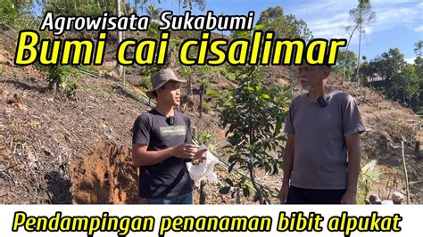 Agrowisata Alpukat Bumi Cai Cisalimar Youtube