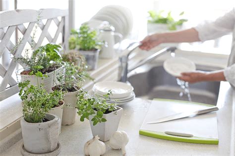 Growing Your Own Kitchen Countertop Herb Garden Decoglaze™