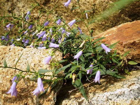 Campanula waldsteiniana Les alpines au Québec